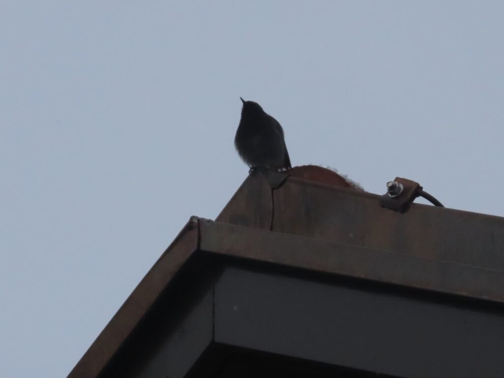 Hausrotschwanz sitzt auf Dachgiebel