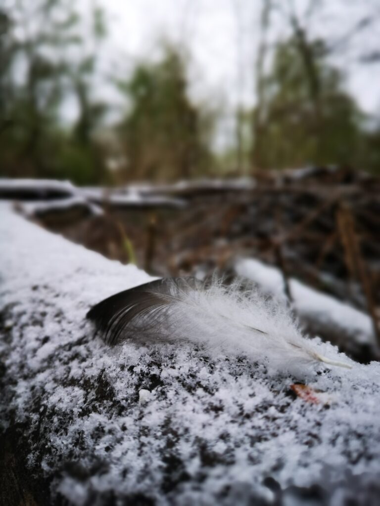 Ausgefallene Feder im Schnee auf Baumstamm