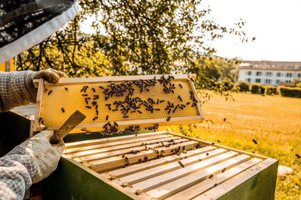 Imker nimmt eine Bienenwabe aus einem Bienestock