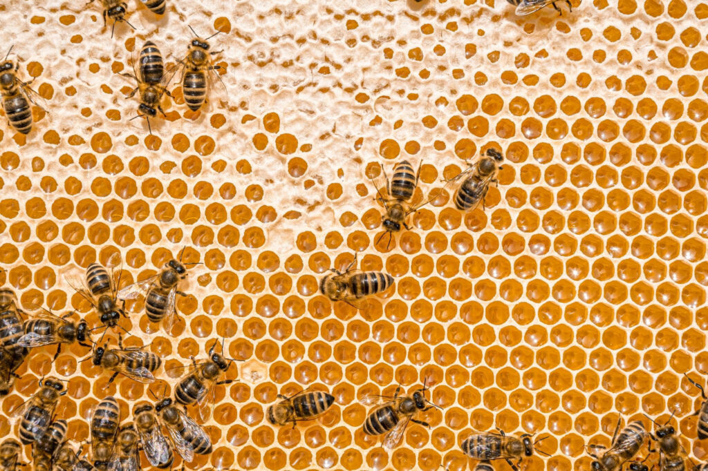 Honigbienen auf einer Bienenwabe