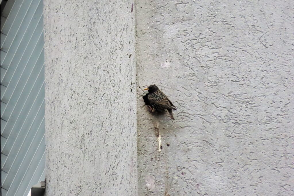 Ein Star sitzt am Rand des Nestes in der Hauswand