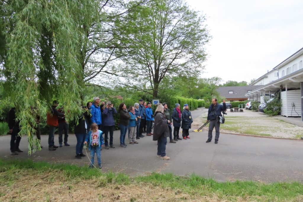 An der Kanalstrasse sitzt ein Amsel-Männchen auf einer Trauerweide.