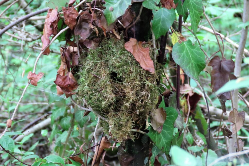 Aus Moos gebautes Nest des Zaunkönigs an einem Baumstamm