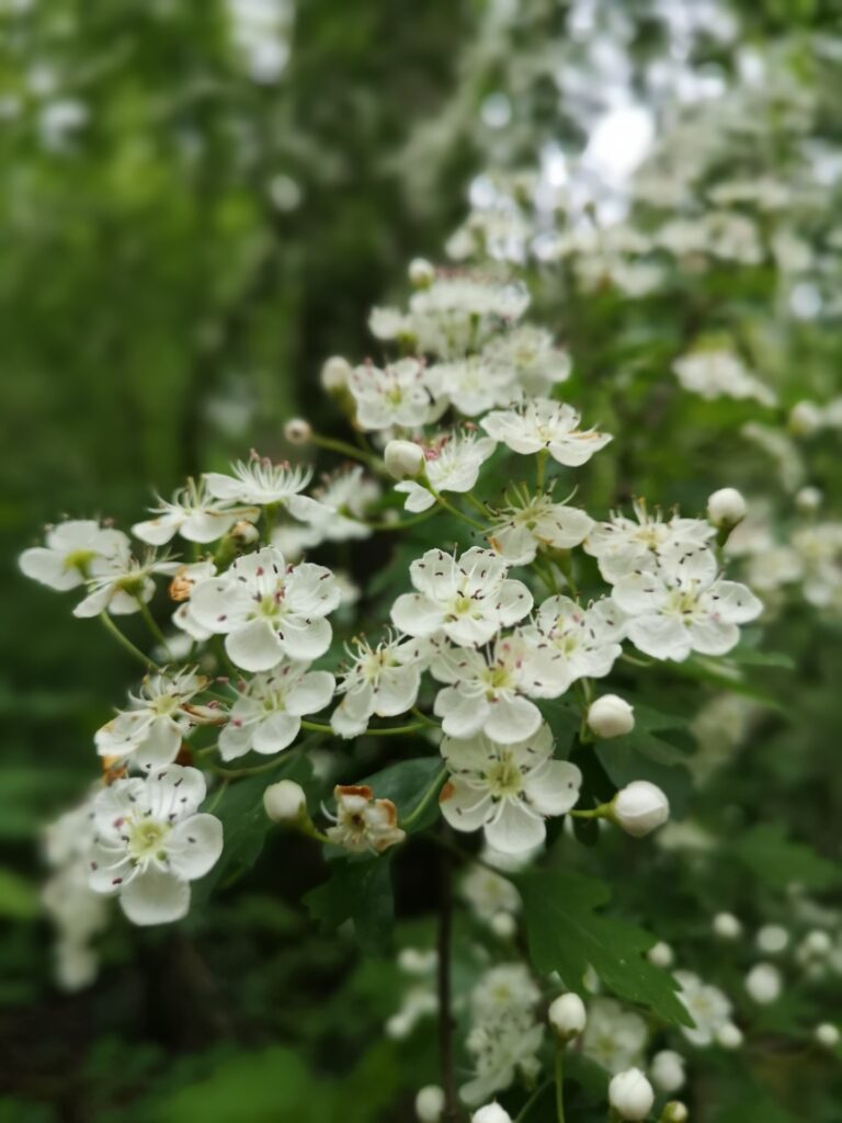 Ein Zweig mit Blüten – ist es ein Schwarzdorn oder doch ein Weissdorn?