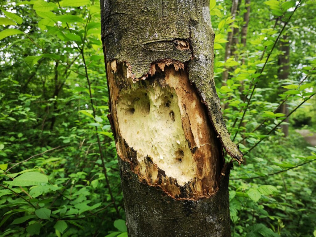 Baumstamm mit tief eingehakten Löchern, die ein Schwarzspecht gemacht hatte.